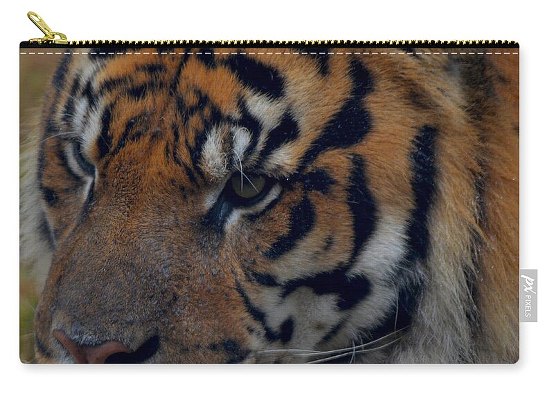 Attentive Zip Pouch featuring the photograph Tiger Face by Maggy Marsh