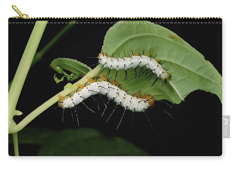 Feb0514 Zip Pouch featuring the photograph Tiger Longwing Caterpillars Peruvian by Mark Moffett