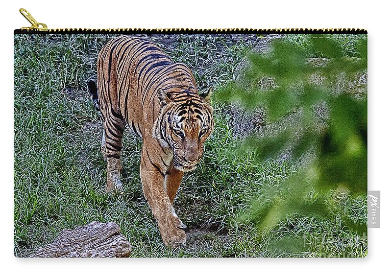 Tiger Zip Pouch featuring the photograph Tiger on the Prowl V3 by Douglas Barnard