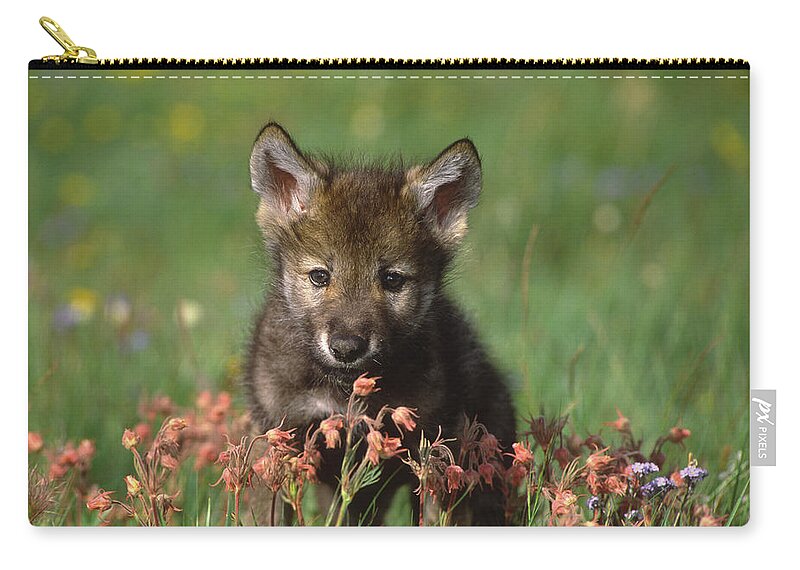 Feb0514 Zip Pouch featuring the photograph Timber Wolf Pup North America by Tom Vezo