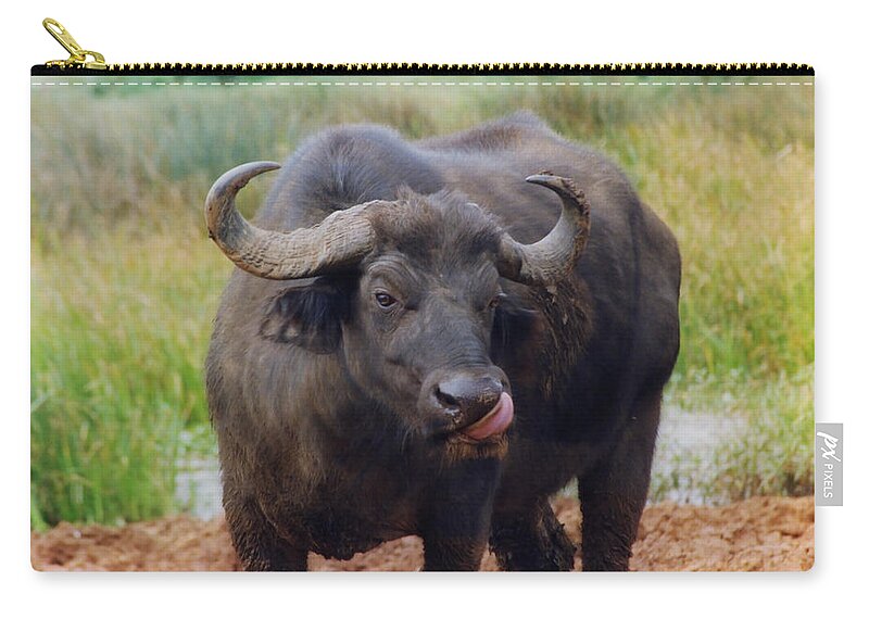 Water Buffalo Zip Pouch featuring the photograph Too Much Salt? by Belinda Greb
