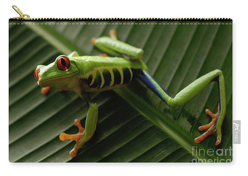 Frog Zip Pouch featuring the photograph Tree Frog 16 by Bob Christopher
