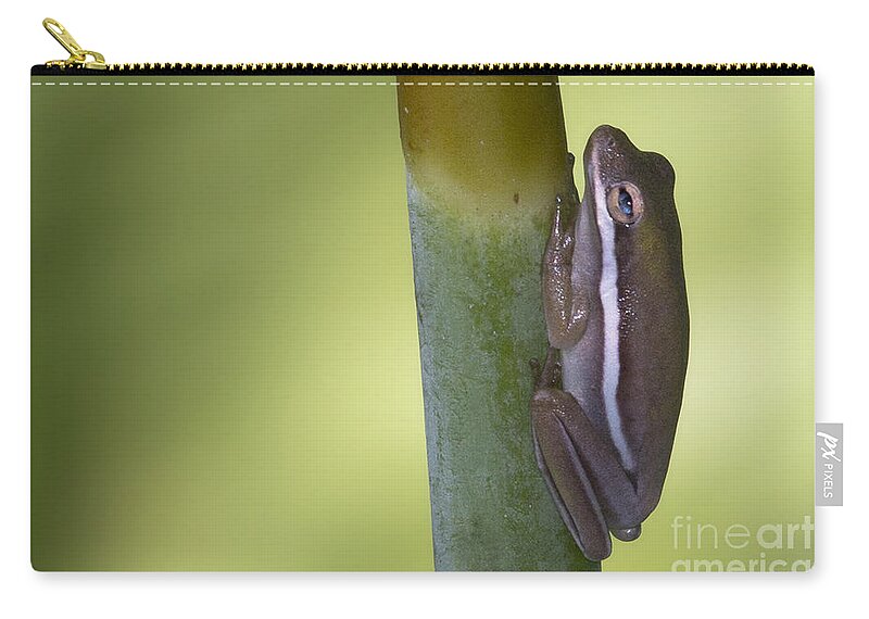 Tree Frog Zip Pouch featuring the photograph Tree Frog by Meg Rousher