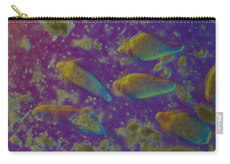 Biology Zip Pouch featuring the photograph Trichonympha Campanula, Lm by Michael Abbey