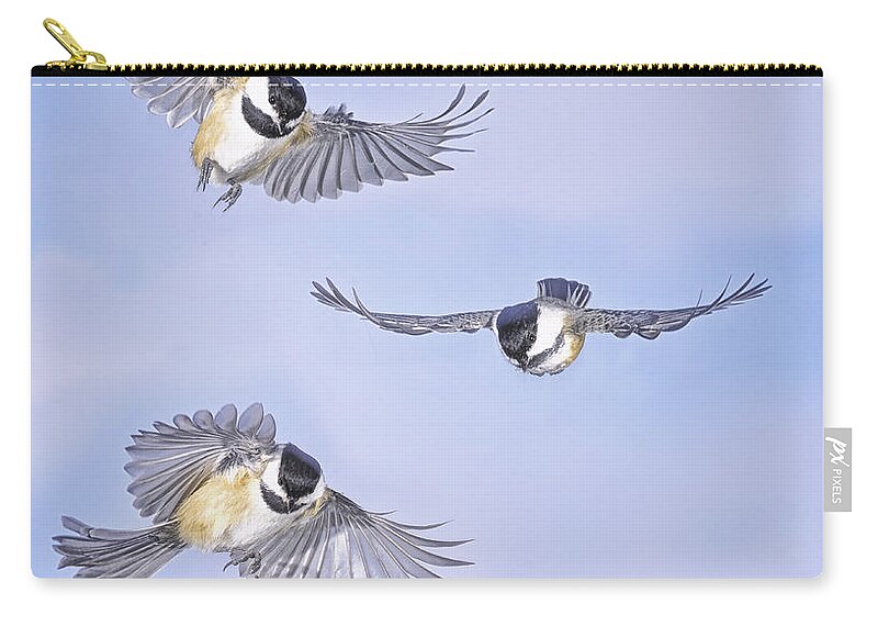 Black Capped Chickadees Zip Pouch featuring the photograph Triple Threat by Peg Runyan
