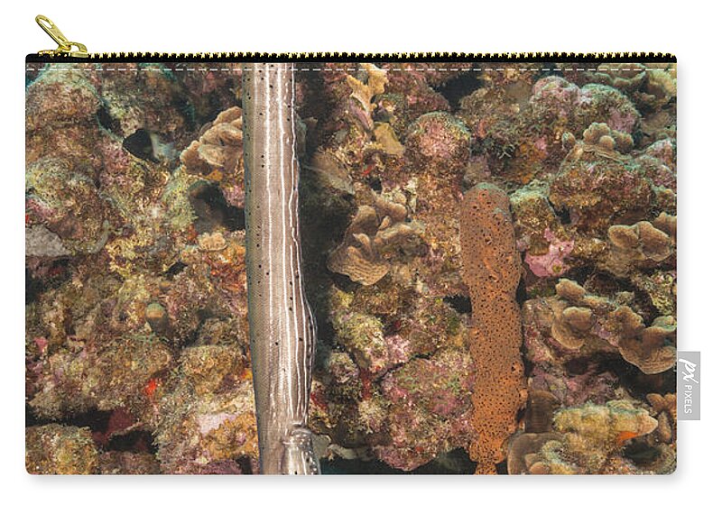 Trumpetfish Zip Pouch featuring the photograph Trumpetfish by Andrew J. Martinez