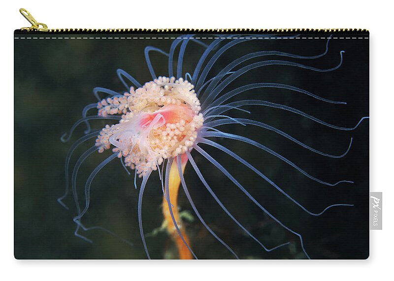 Tranquility Zip Pouch featuring the photograph Tubularia Indivisa by Cultura Rf/alexander Semenov