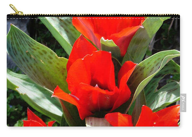 Tulips Zip Pouch featuring the photograph Tulip Flame by Steve Karol