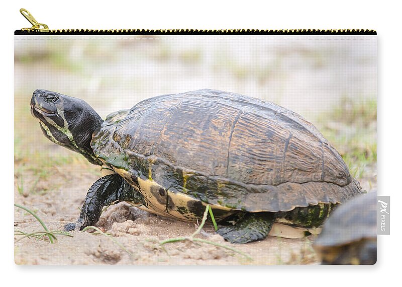Adorable Zip Pouch featuring the photograph Turtles Feedign On The Beach by Alex Grichenko