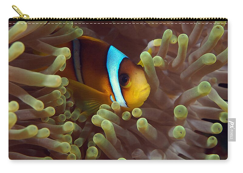 Eric Gibcus Zip Pouch featuring the photograph Two-banded Anemonefish Red Sea Egypt by Eric Gibcus