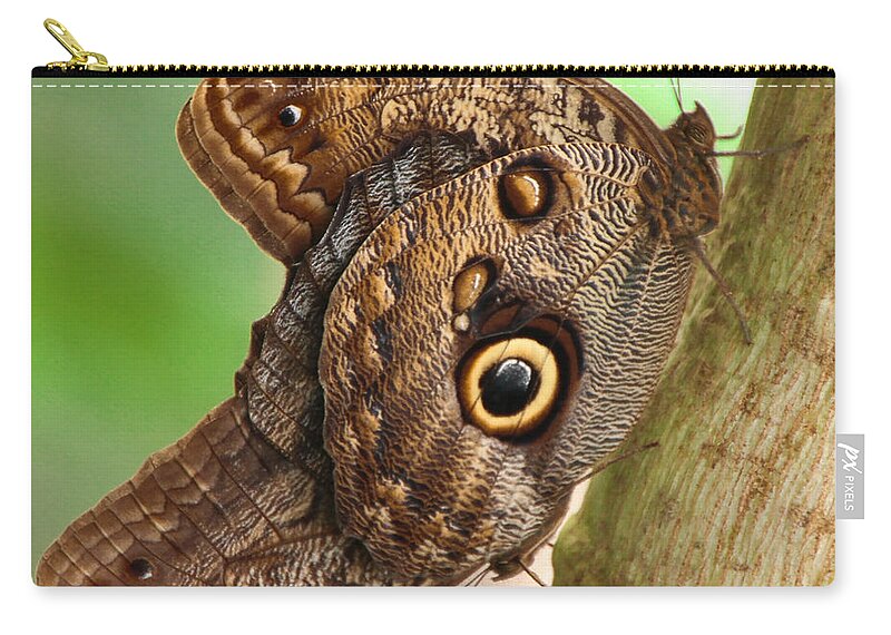 Caligo Carry-all Pouch featuring the photograph Two Caligo Atreus Butterflies by Amanda Mohler