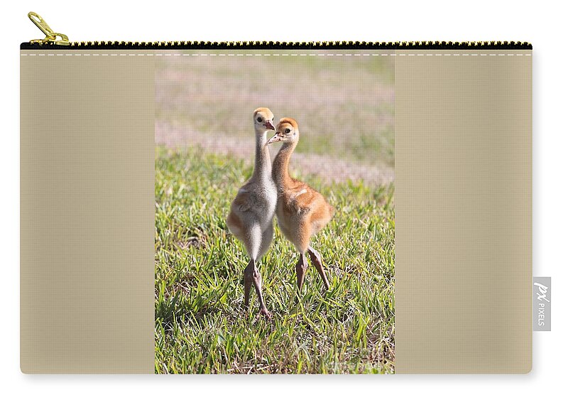 Sandhill Crane Zip Pouch featuring the photograph Two Cuties - Sandhill Crane Chicks by Carol Groenen