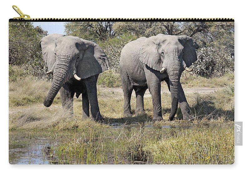 African Elephant Zip Pouch featuring the photograph Two male Elephants Okavango Delta by Liz Leyden