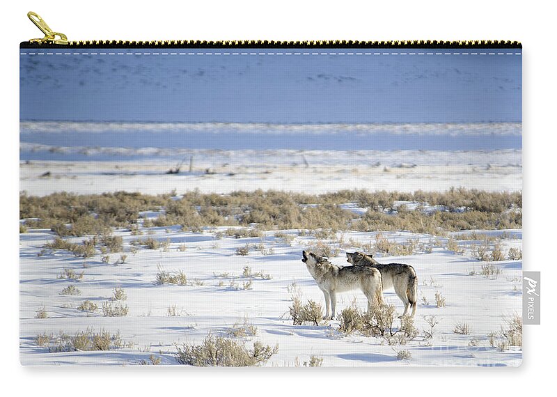 Gray Wolf Zip Pouch featuring the photograph Two Sisters Howling by Deby Dixon