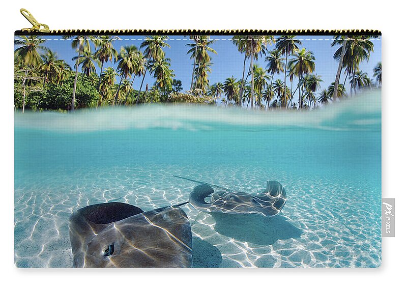 Above Zip Pouch featuring the photograph Two Stingrays 1 by M Swiet Productions