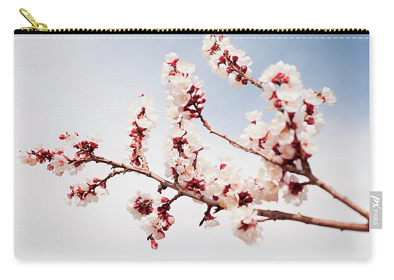 Petal Zip Pouch featuring the photograph Usa, Utah, Lehi, Cherry Blossom Branch by Mike Kemp