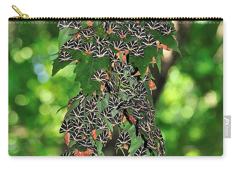 Rhodes Zip Pouch featuring the photograph Valley of butterflies in Rhodes island by George Atsametakis