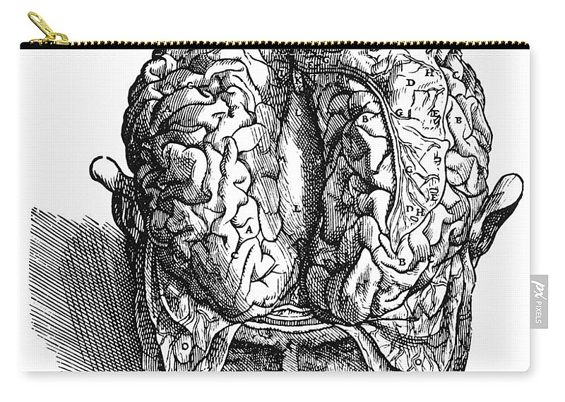 1543 Zip Pouch featuring the photograph Vesalius: Brain, 1543 by Granger