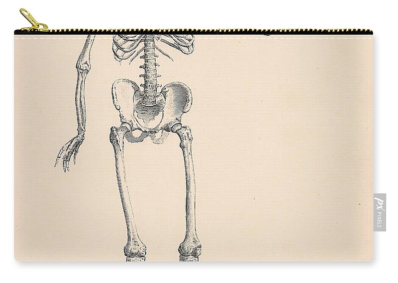Vintage Zip Pouch featuring the digital art Vintage Skeleton by Georgia Clare