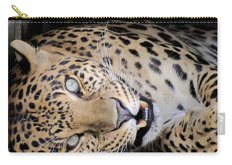 Voodoo Zip Pouch featuring the photograph VooDoo the Leopard by Keith Stokes