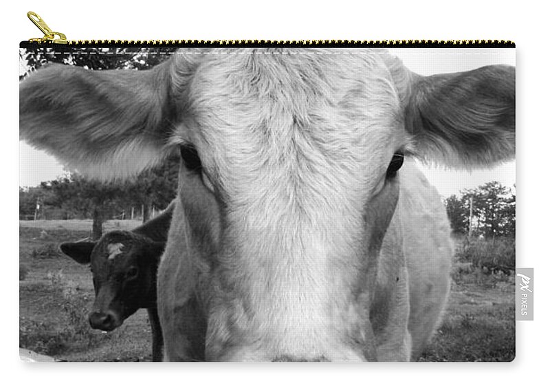 Kelly Zip Pouch featuring the photograph Cow #1 by Kelly Hazel