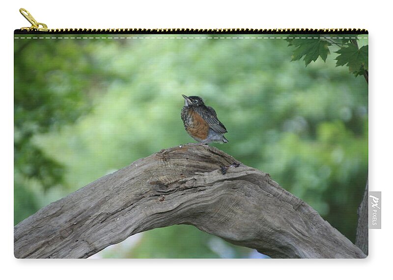 Bird Carry-all Pouch featuring the photograph Baby Robin Waiting for Mom by Valerie Collins
