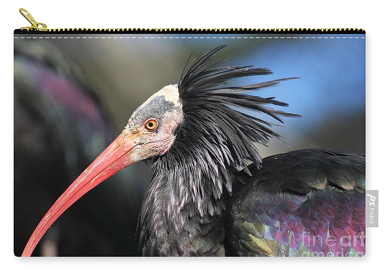 Waldrapp Ibis Zip Pouch featuring the photograph Waldrapp Ibis 5D27038 by Wingsdomain Art and Photography