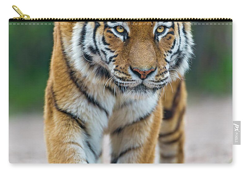Animal Themes Zip Pouch featuring the photograph Walking Tigress by Picture By Tambako The Jaguar