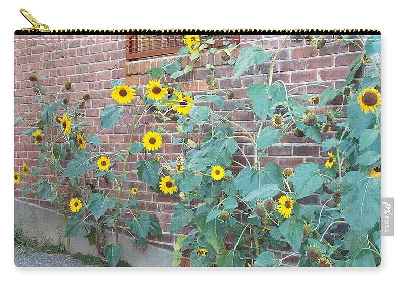 Sunflowers Zip Pouch featuring the photograph Wall of Sunflowers 1 by Nina Kindred