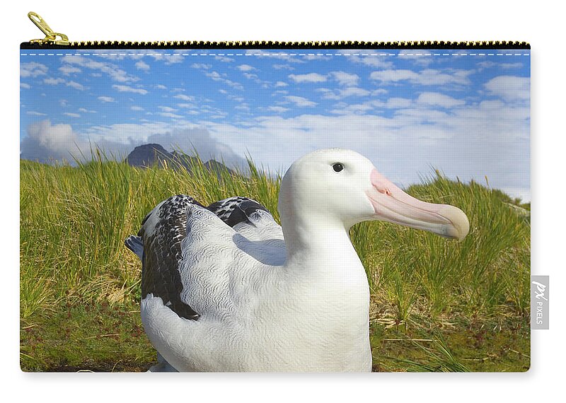 00345306 Zip Pouch featuring the photograph Wandering Albatross Incubating by Yva Momatiuk John Eastcott