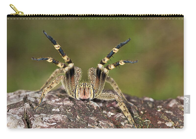 Konrad Wothe Zip Pouch featuring the photograph Wandering Spider In Defensive Posture by Konrad Wothe