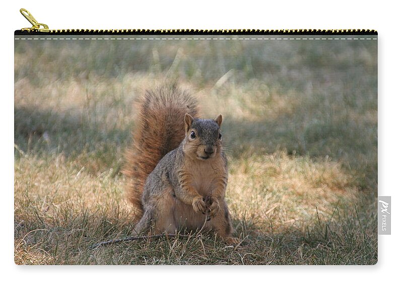 Squirrel Carry-all Pouch featuring the photograph Brown city squirrel watching me by Valerie Collins
