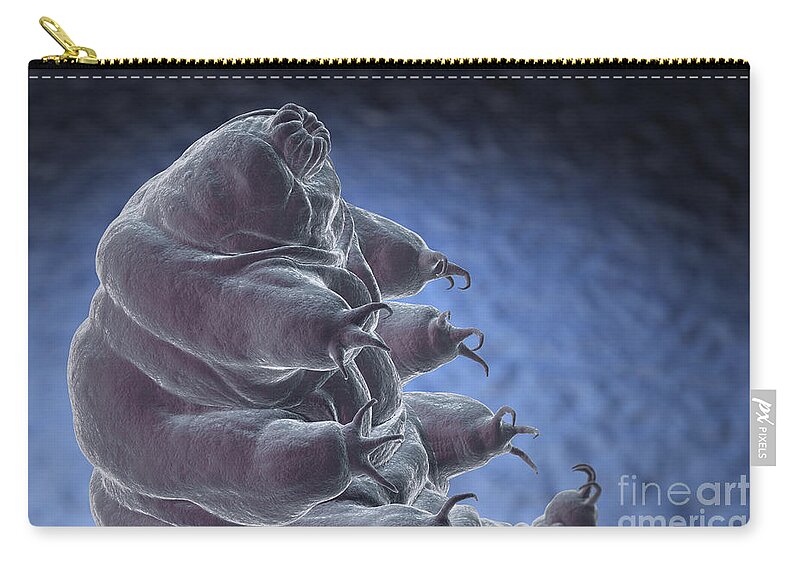 Protostomia Zip Pouch featuring the photograph Water Bear Tardigrades by Science Picture Co