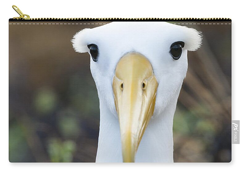 531759 Zip Pouch featuring the photograph Waved Albatross Espanola Isl Galapagos by Tui De Roy