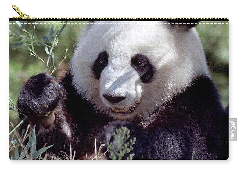 Ailuropoda Melanoleuca Zip Pouch featuring the photograph Waving the Bamboo Flag by Liz Leyden