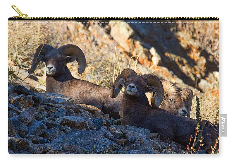 Bighorn Sheep Zip Pouch featuring the photograph We Three Kings by Jim Garrison