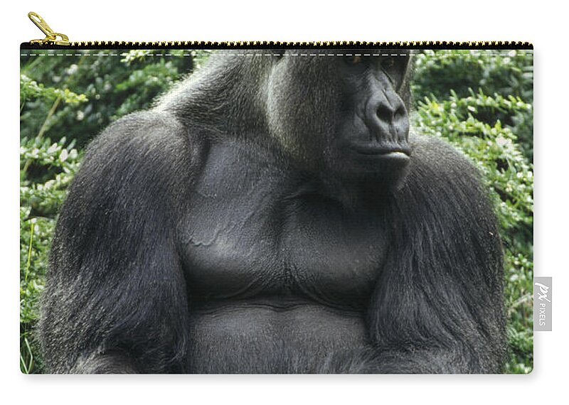 Feb0514 Zip Pouch featuring the photograph Western Lowland Gorilla Male by Konrad Wothe