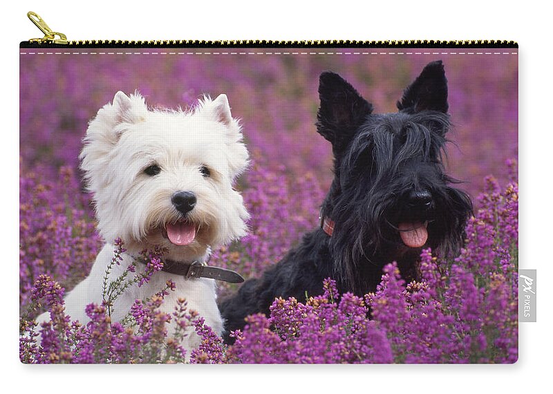 West Highland White Terrier Zip Pouch featuring the photograph Westie And Scottie Dogs by John Daniels