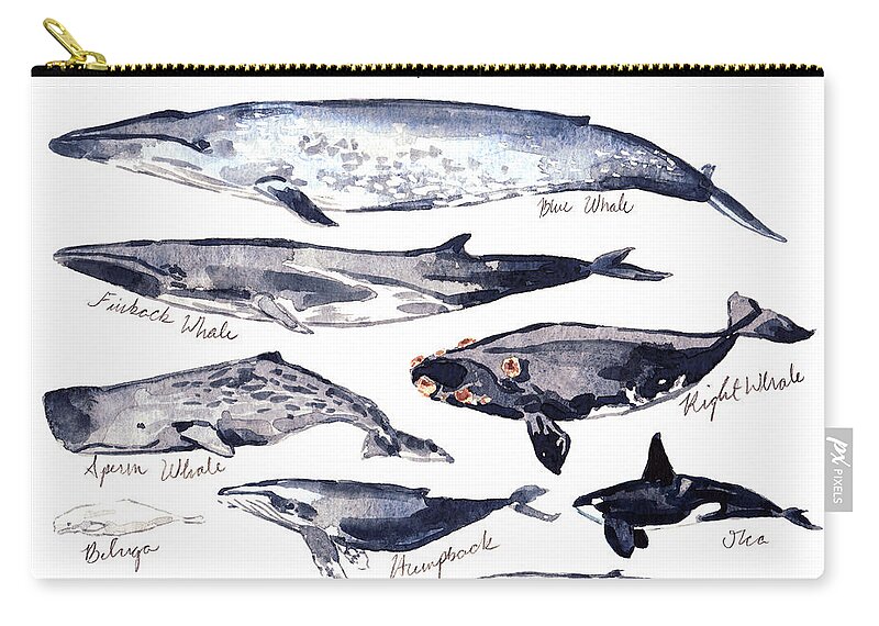 Whale Chart