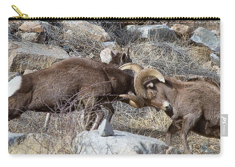 Bighorn Sheep Photograph Zip Pouch featuring the photograph When Two Worlds Collide by Jim Garrison