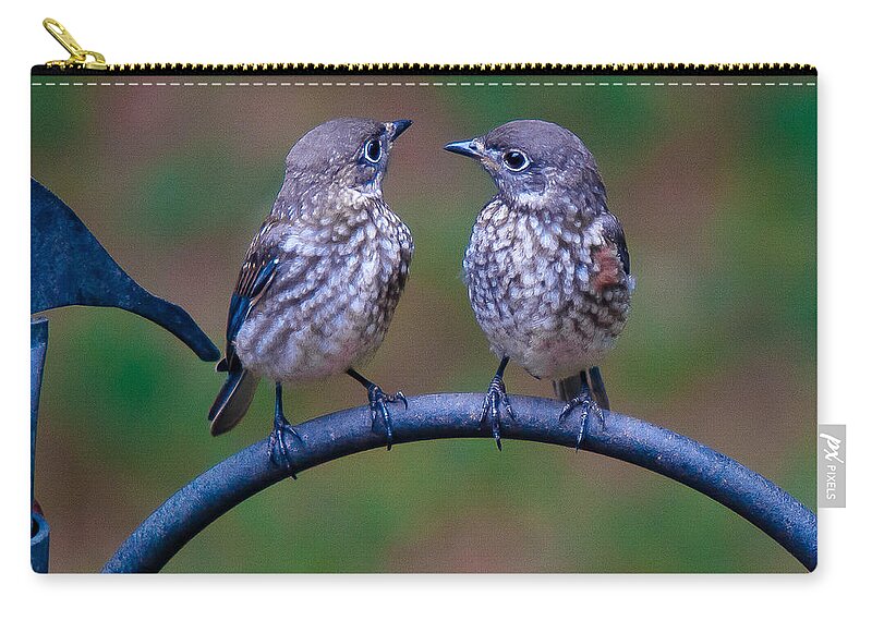 Bluebird Zip Pouch featuring the photograph When's Dad Coming Back? by Robert L Jackson