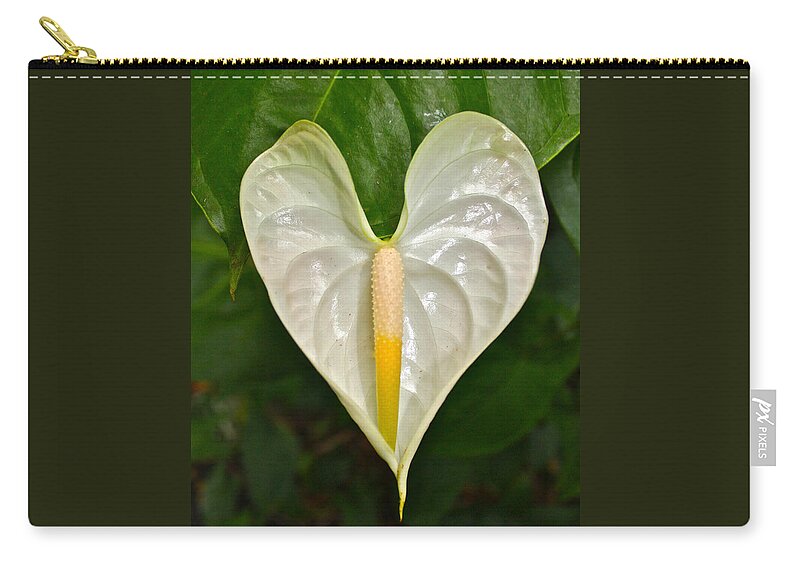 Anthurium Zip Pouch featuring the photograph White Anthurium Heart by Venetia Featherstone-Witty