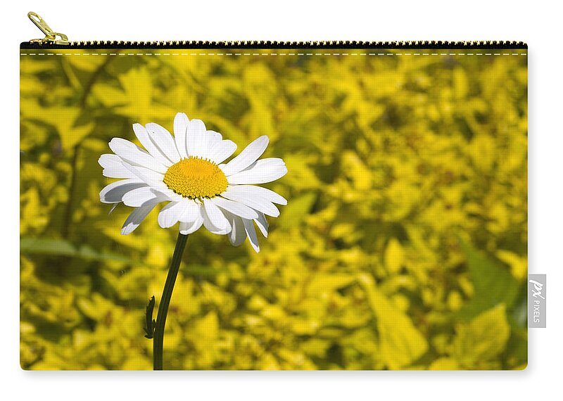 Daisy Zip Pouch featuring the photograph White Daisy in Yellow Garden by Lynn Hansen
