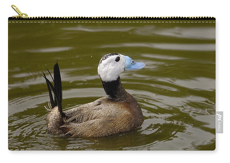 Feb0514 Zip Pouch featuring the photograph White-headed Duck Male England by Pete Oxford