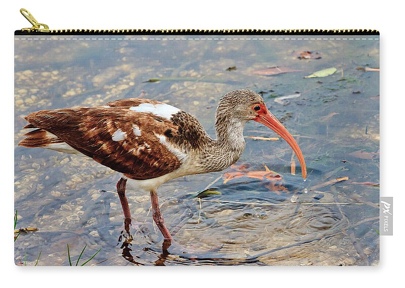 White Ibis Zip Pouch featuring the photograph White Ibis Juvenile by Ben Graham