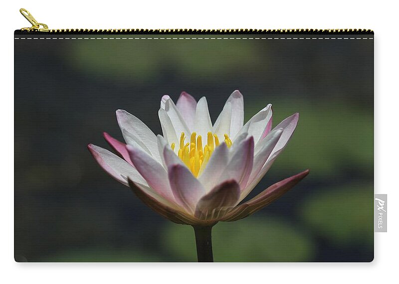Flower Photographs Zip Pouch featuring the photograph White Lotus by Ramabhadran Thirupattur
