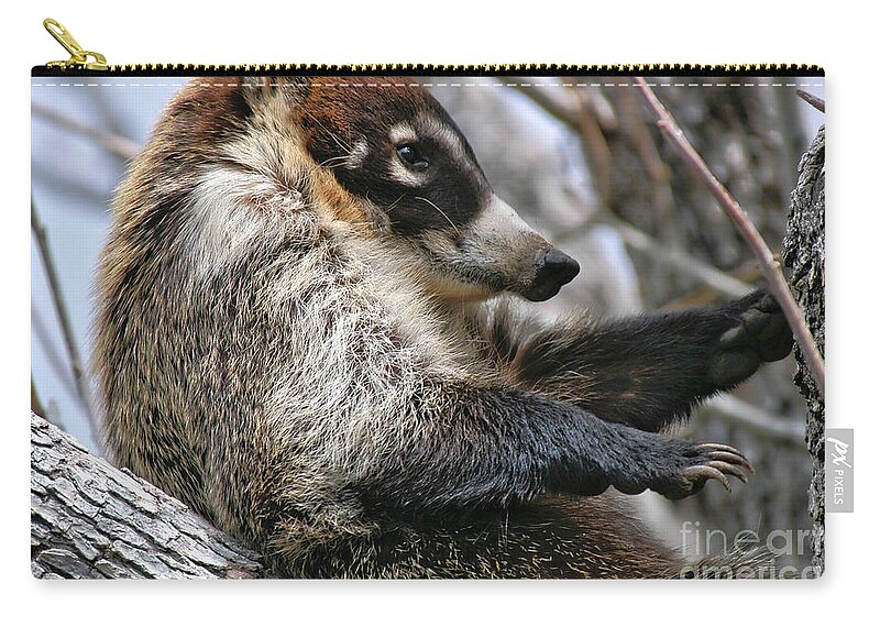 Coati Zip Pouch featuring the photograph White-nosed Coati 3 by Al Andersen