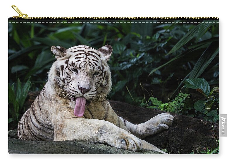 White Tiger Zip Pouch featuring the photograph White Tiger by Manoj Shah