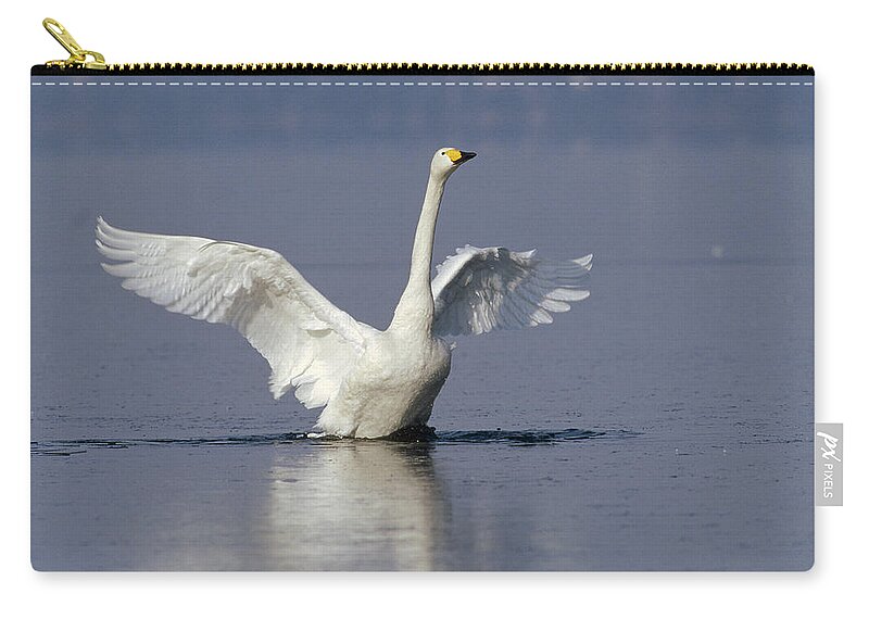 Feb0514 Zip Pouch featuring the photograph Whooper Swan Flapping Hokkaido Japan by Konrad Wothe