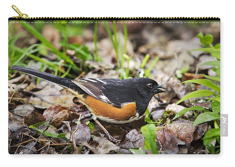 Bird Carry-all Pouch featuring the photograph Eastern Towhee Bird by Christina Rollo